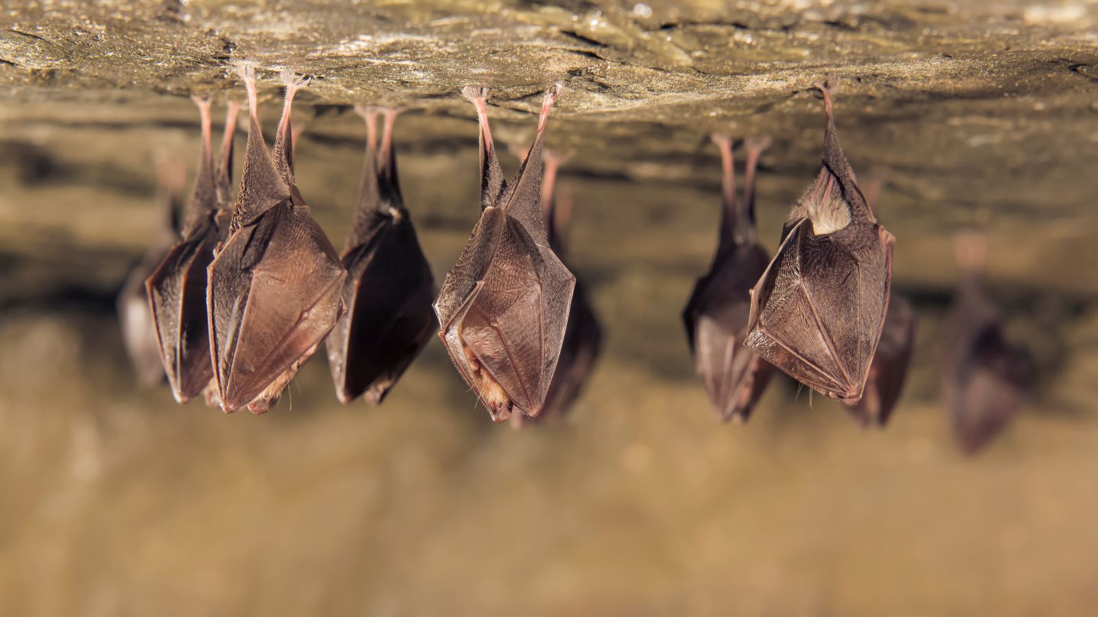 Lesser Horseshoe Bats