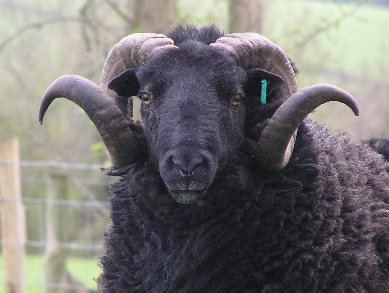 Black Welsh Lamb