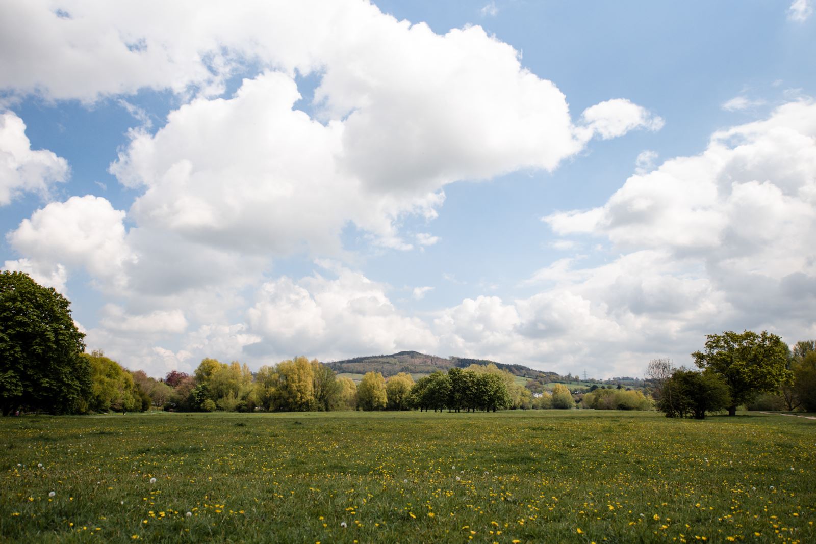 Castle Meadows