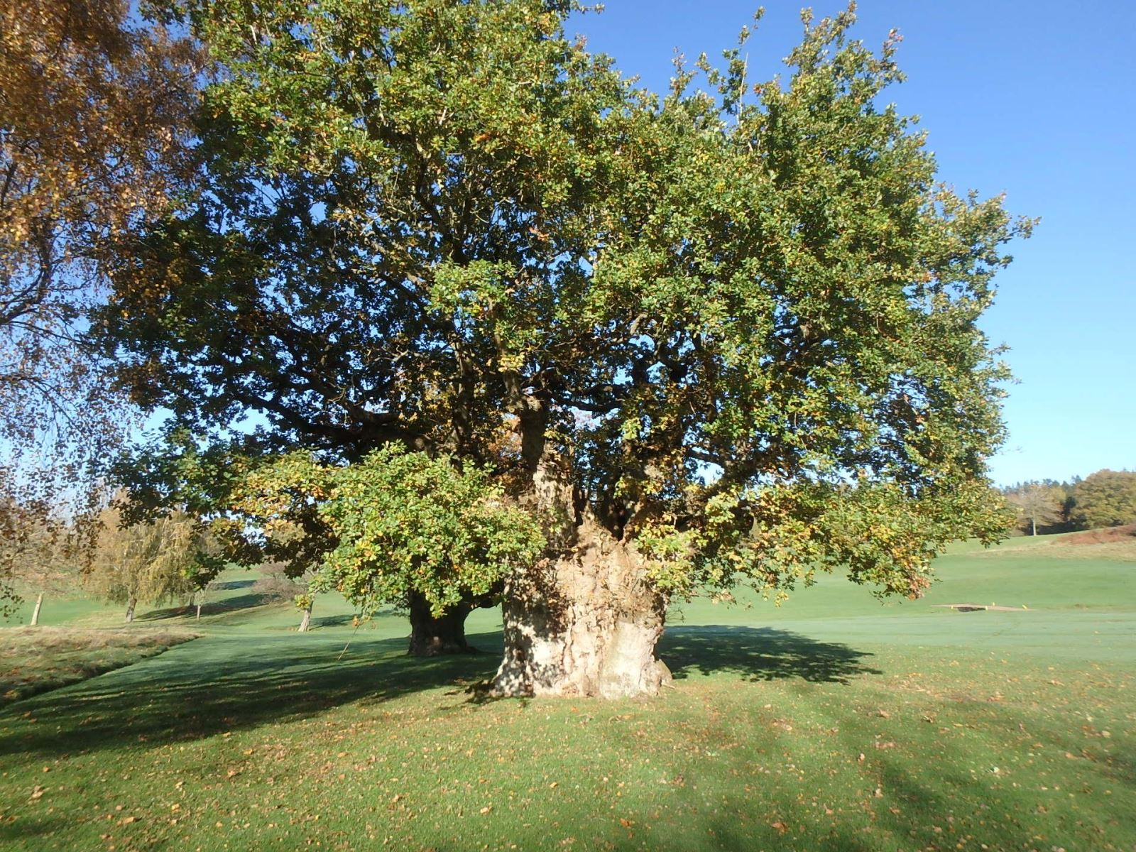 Rolls of Monmouth Oak