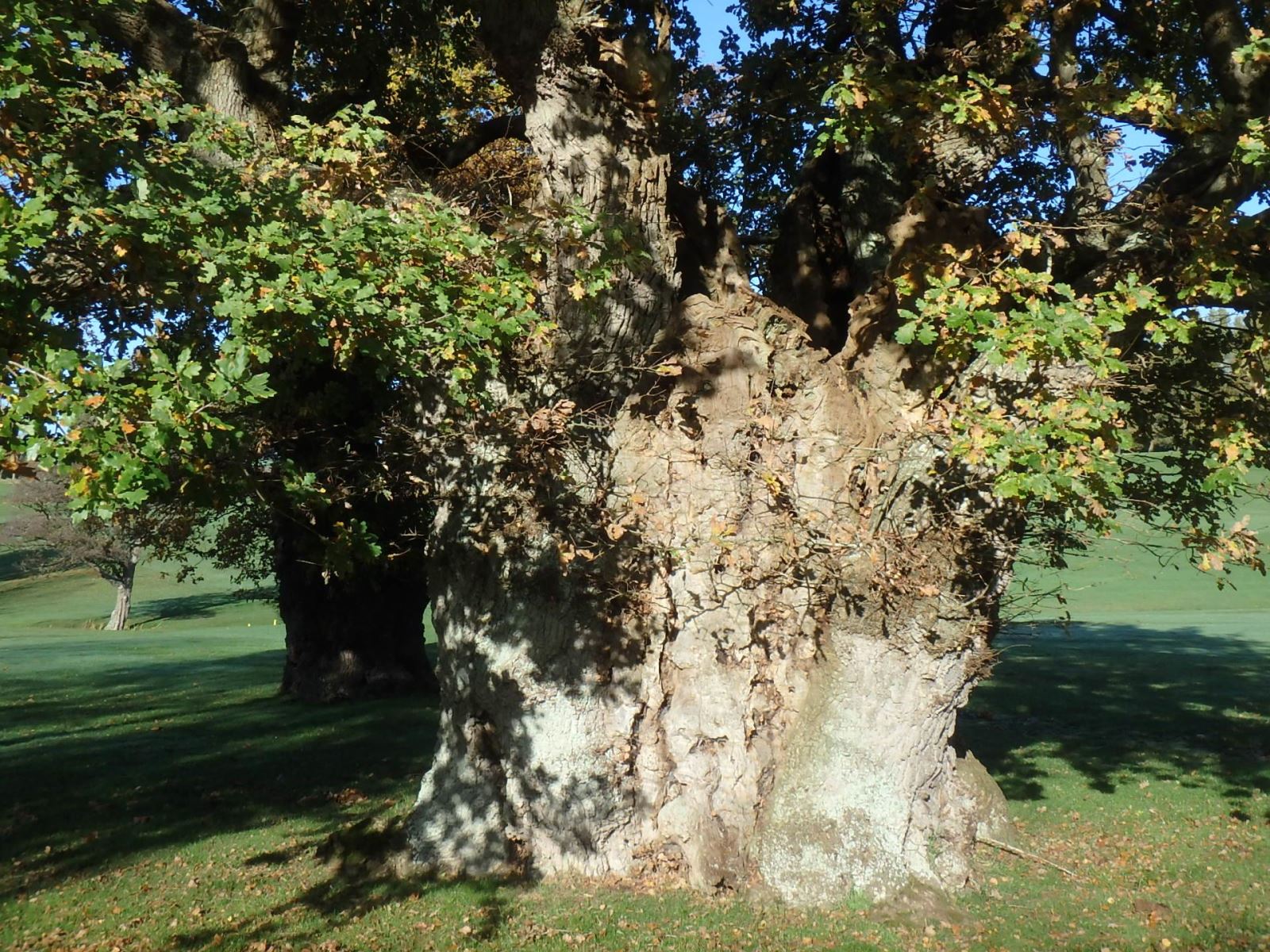 Monmouth Oak