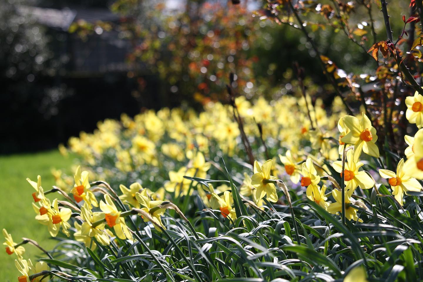 Bryngwyn Manor NGS