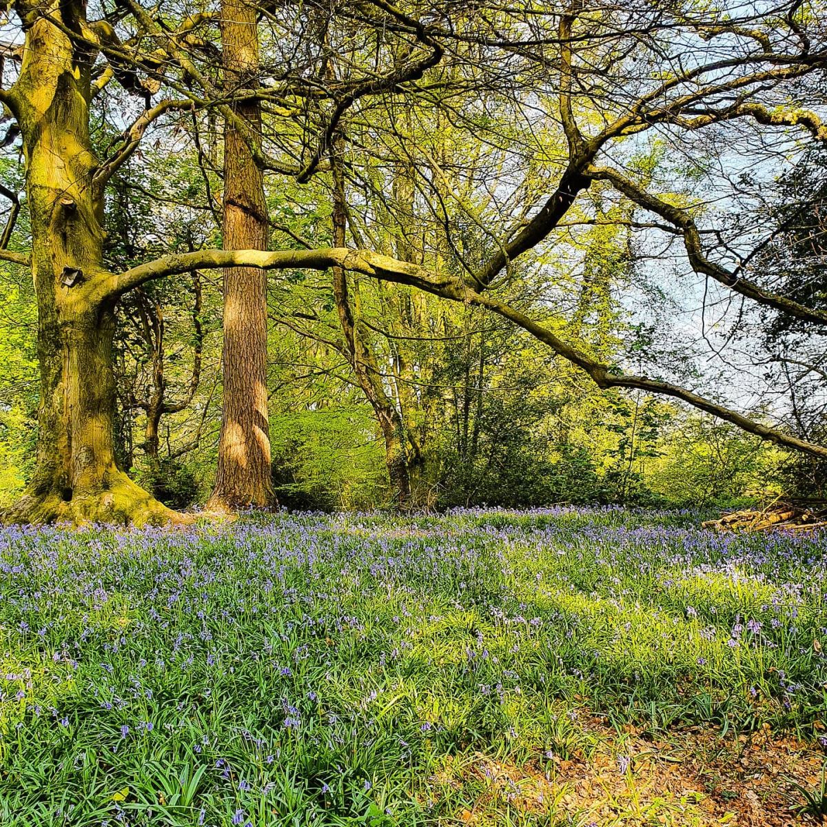 @marksaundersffoto Goytre Hall Wood