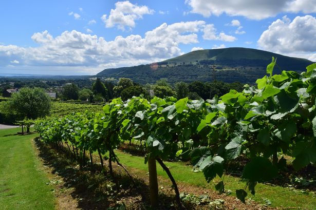 Sugar loaf vineyards discount